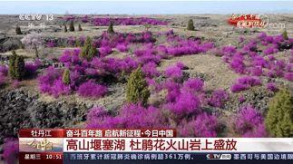 今日黑龙江瓜叶菊价格,今日行情一览”