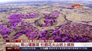 今日黑龙江瓜叶菊价格,今日行情一览”