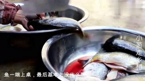 吃鱼视频,跟随吃鱼视频，解锁烹饪鱼的秘诀与技巧