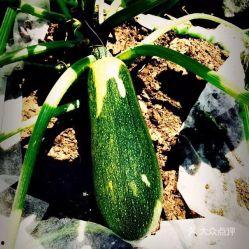昆明虹桥小瓜价格今日价,实惠之选，品质生活新选择