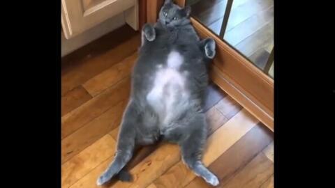 胖猫视频,萌宠日常，欢乐无限