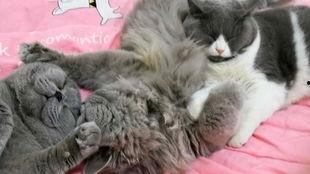 胖猫视频,萌宠日常，欢乐无限