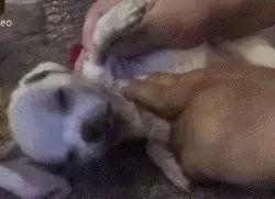狗奴视频,宠物与主人的情感纽带