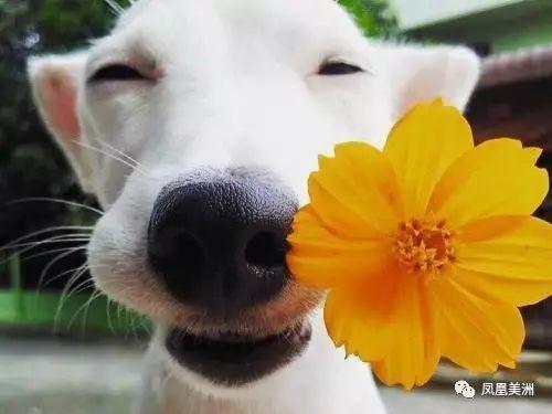 狗奴视频,宠物与主人的情感纽带