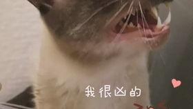 越南掏耳视频,揭秘传统养生之道