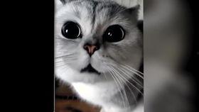 小猫视频大全搞笑,小猫视频大全欢乐无限