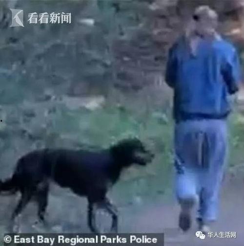 黑犬咬人白犬吃瓜视频大全,盘点那些引人入胜的动物视频瞬间
