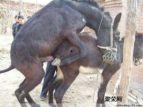 毛驴配种视频,自然繁殖的生动演绎