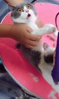剃毛视频,视频教程解析