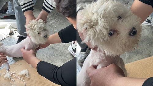 剃毛视频,视频教程解析
