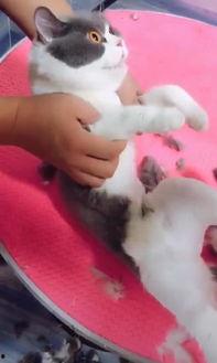 剃毛视频,视频教程解析