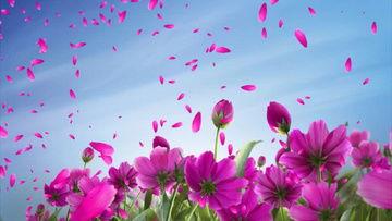 花花视频,带你领略短视频的魅力与风采