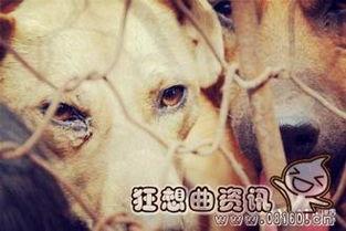 玉林杀狗视频,血腥视频引发社会热议