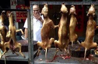 玉林杀狗视频,血腥视频引发社会热议