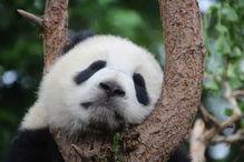 熊猫duck吃瓜黑料,吃瓜黑料背后的真相与反思