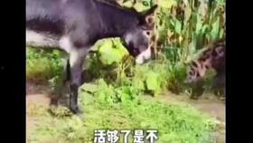 黔驴技穷视频,揭秘视频背后的故事与启示