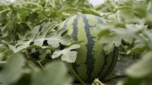 8424西瓜种植技术视频,从播种到收获的全程指导