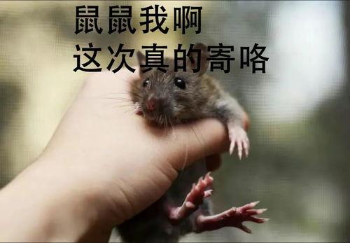 老鼠的视频,视频中的趣味时光