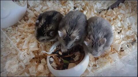 老鼠的视频,视频中的趣味时光