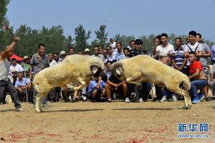 斗羊比赛视频大全,热血沸腾的角斗场
