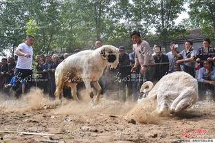 斗羊比赛视频大全,热血沸腾的角斗场