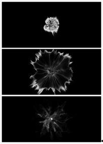 烟雾视频,揭秘视频背后的故事