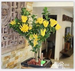 佛手的种植方法与视频,视频教程详解