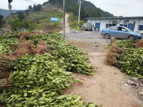 佛手的种植方法与视频,视频教程详解