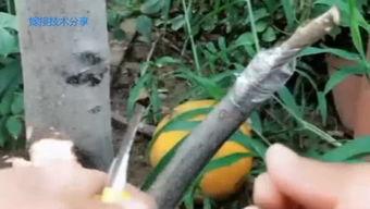 柿子嫁接方法演示视频,视频教程带你轻松掌握