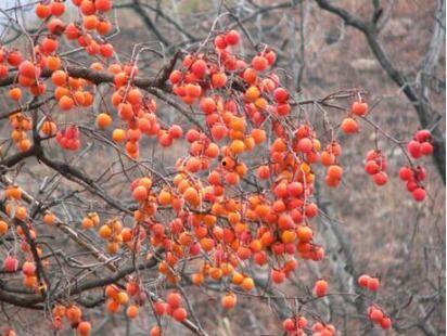 柿子嫁接方法演示视频,视频教程带你轻松掌握