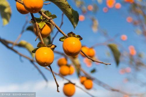 柿子嫁接方法演示视频,视频教程带你轻松掌握