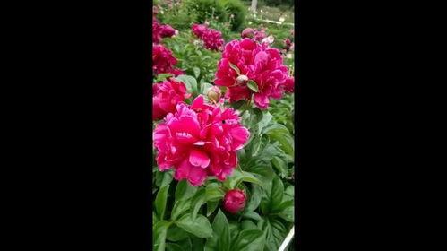 鲜花的视频,捕捉鲜花绽放的瞬间