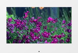 鲜花的视频,捕捉鲜花绽放的瞬间