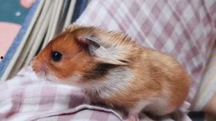 金丝熊视频,可爱萌宠的日常瞬间