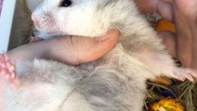 金丝熊视频,可爱萌宠的日常瞬间