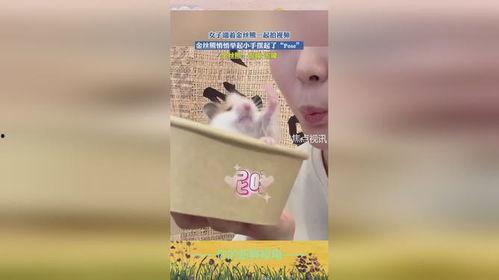 金丝熊视频,可爱萌宠的日常瞬间