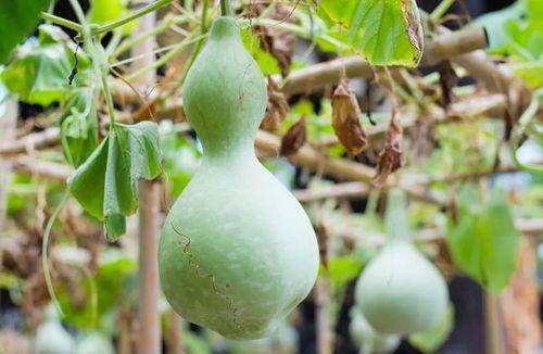 吃葫芦瓜会拉黑便吗,揭秘黑便之谜