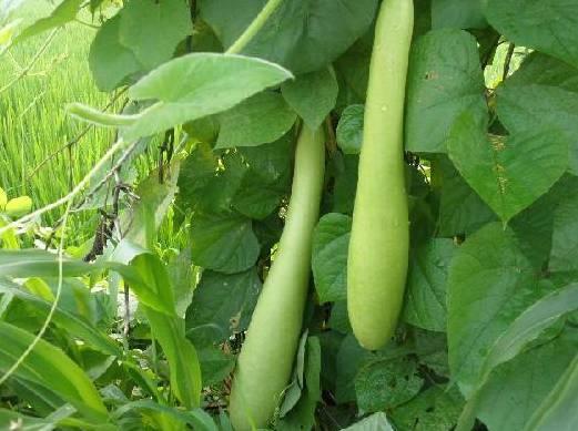 吃葫芦瓜会拉黑便吗,揭秘黑便之谜