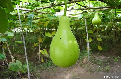 吃葫芦瓜会拉黑便吗,揭秘黑便之谜