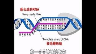 基因的转录和翻译视频,基因转录与翻译过程解析
