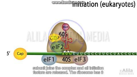 基因的转录和翻译视频,基因转录与翻译过程解析