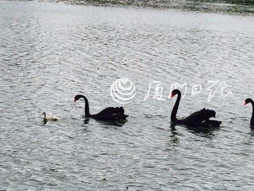 大鹅鹅网红黑历史西雅图吃瓜