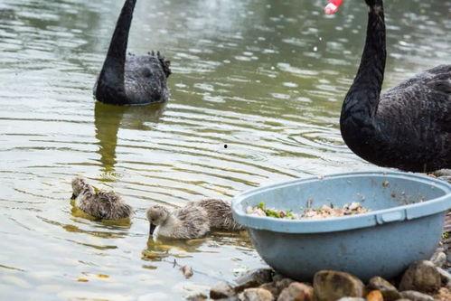 大鹅鹅网红黑历史西雅图吃瓜