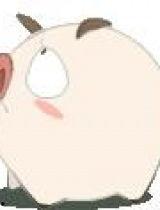 猪猪的视频,萌宠日常大盘点