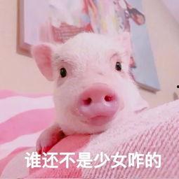 猪猪的视频,萌宠日常大盘点