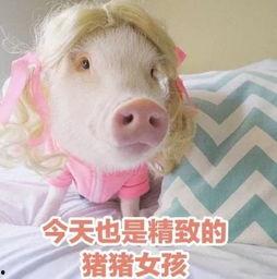 猪猪的视频,萌宠日常大盘点