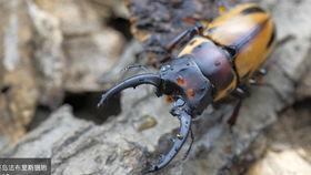 蚕视频,探索蚕丝文化的魅力与传承