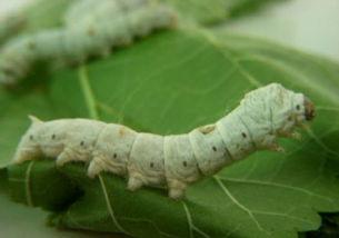 蚕视频,探索蚕丝文化的魅力与传承