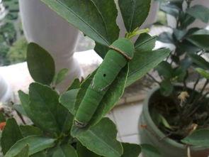 蚕视频,探索蚕丝文化的魅力与传承