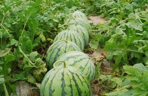 黑瓜头怎么吃才好吃窍门,解锁独特口感与风味之道